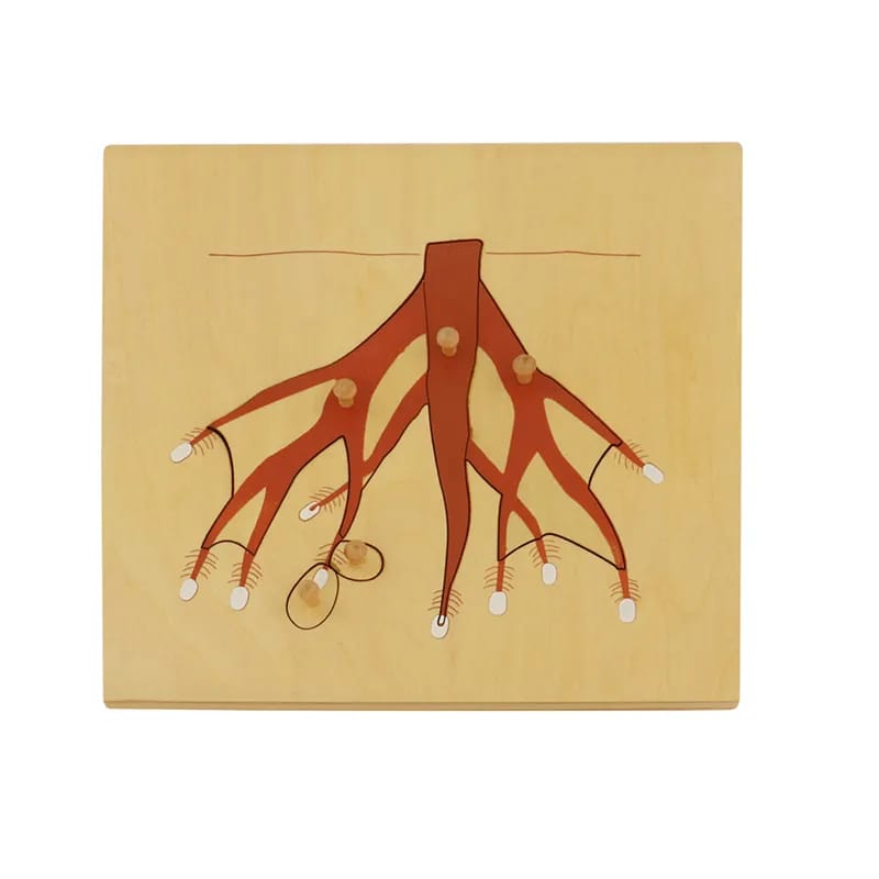 بازل الجذور